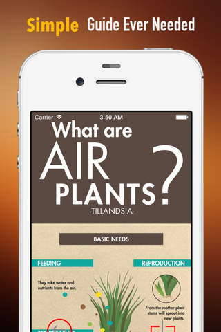 Houseplants for Air Purifying:Guide and Tips screenshot 2