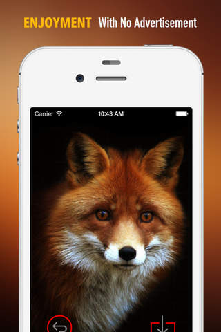 Foxes Wallpapers HD: Quotes Backgrounds with Art Pictures screenshot 2