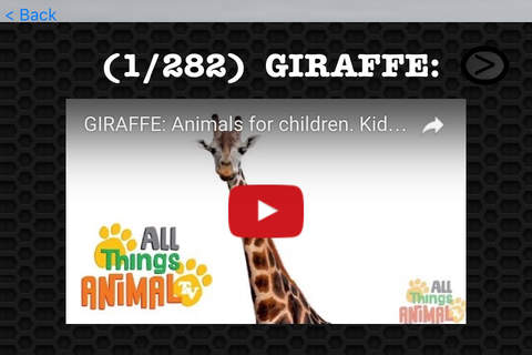 Giraffe Video and Photo Galleries FREE screenshot 3