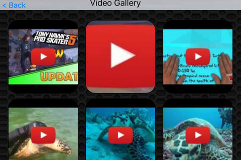 Wild Birds Hawk Video and Photo Galleries FREE screenshot 2