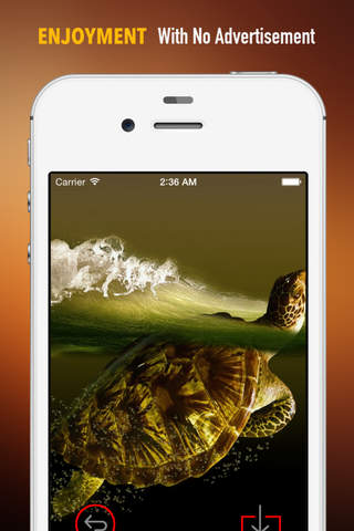 Sea Turtle Wallpapers HD: Quotes Backgrounds with Art Pictures screenshot 2