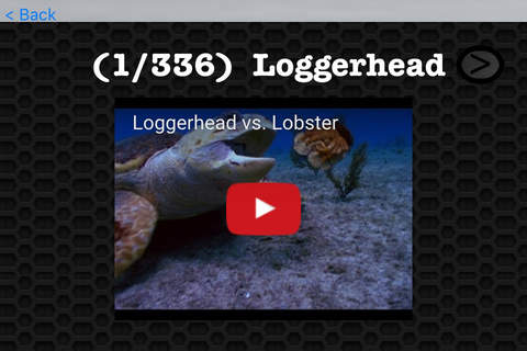 Lobster Video and Photo Galleries FREE screenshot 3