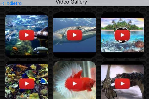 Fish Photos & Video Galleries FREE screenshot 2