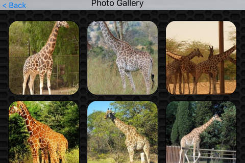 Giraffe Video and Photo Galleries FREE screenshot 4