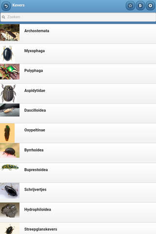 Directory of beetles screenshot 2