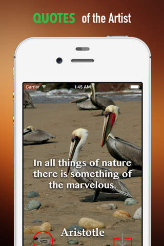 Pelican Wallpapers HD: Quotes Backgrounds with Art Pictures screenshot 4