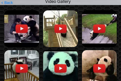 Panda Photos & Video Galleries FREE screenshot 2
