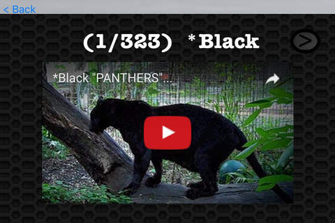 Wild Panther Video and Photo Gallery FREE screenshot 3