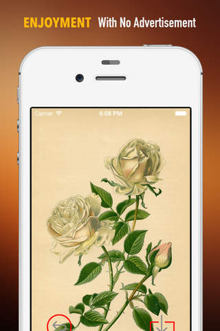 Vintage Roses Wallpapers HD: Quotes Backgrounds with Art Pictures screenshot 2