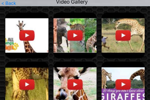 Giraffe Video and Photo Galleries FREE screenshot 2