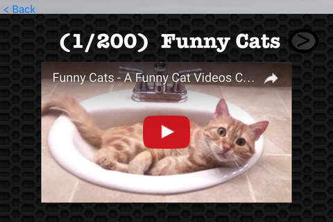 Cat Video and Photo Galleries FREE screenshot 3
