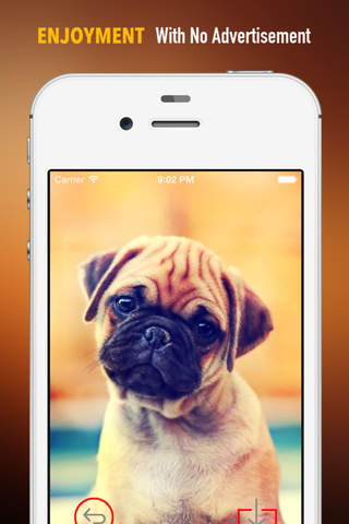 Pugs Wallpapers HD: Quotes Backgrounds with Art Pictures screenshot 2