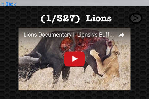 Lion Video and Photo Galleries FREE screenshot 3
