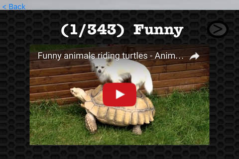 Turtle Video and Photo Galleries FREE screenshot 3
