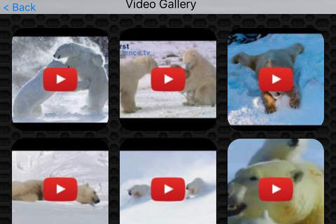 Polar Bear Video and Photo Galleries FREE screenshot 2