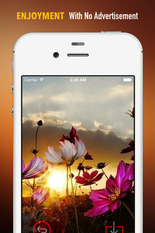 Cosmos Flower Wallpapers HD: Quotes Backgrounds with Art Pictures screenshot 2