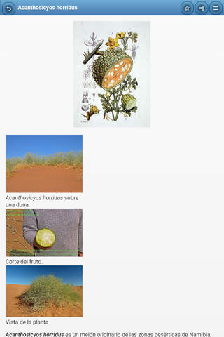 Directory of pumpkin screenshot 2
