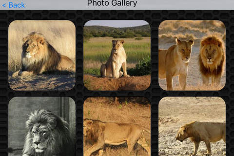 Lion Video and Photo Galleries FREE screenshot 4