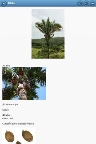 Directory of palma screenshot 2