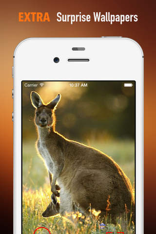 Australian Kangaroo Wallpapers HD: Quotes Backgrounds with Art Pictures screenshot 3