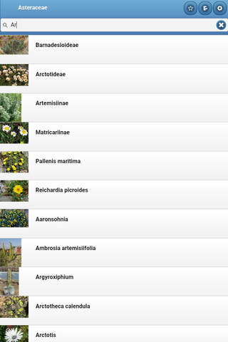 Asteraceae screenshot 4