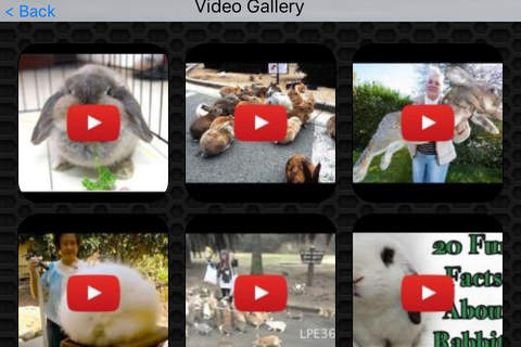 Rabbit Photos & Video Galleries FREE screenshot 2