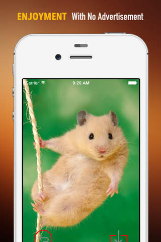 Hamster Wallpapers HD: Quotes Backgrounds with Art Pictures screenshot 2