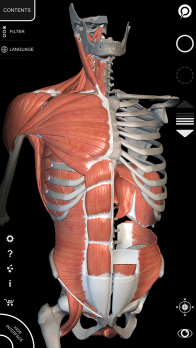 Muscular System - 3D Atlas of Anatomy - Muscles and bones of the human body Screenshot 2
