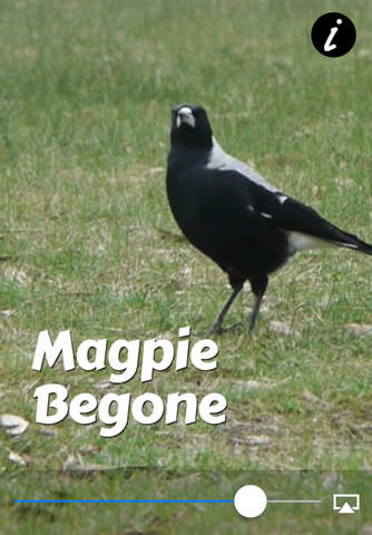 Magpie Begone screenshot 3