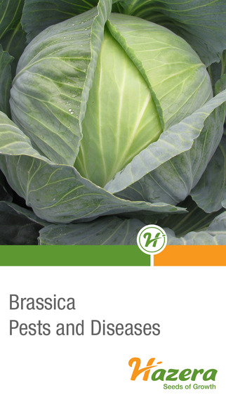 Brassica diseases