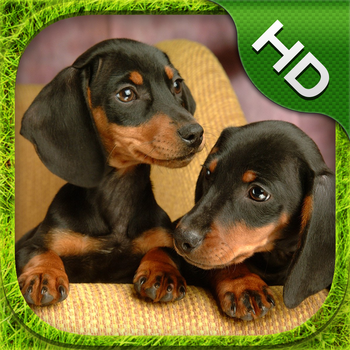 Dachshund Simulator - HD LOGO-APP點子