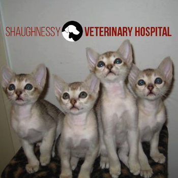 Shaughnessy Veterinary Hospital LOGO-APP點子