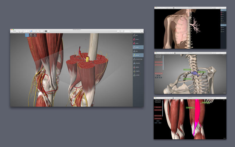 essential anatomy 5 windows free download