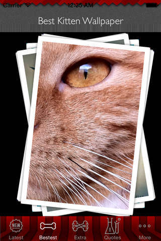 Best HD Kitten Art Wallpapers for iOS 8 Backgrounds: Animal Theme Pictures Collection screenshot 4