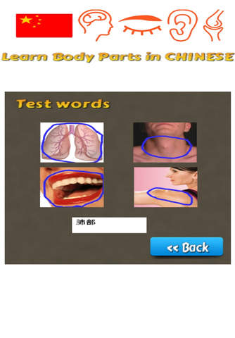 Learn Body Parts in Chinese screenshot 4