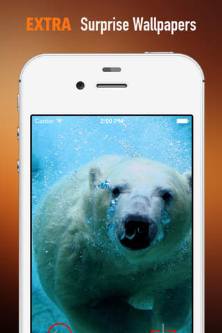 Polar Bear Wallpapers HD: Quotes Backgrounds with Art Pictures screenshot 3