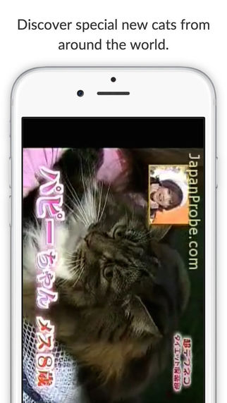 免費下載娛樂APP|Cat Shake app開箱文|APP開箱王