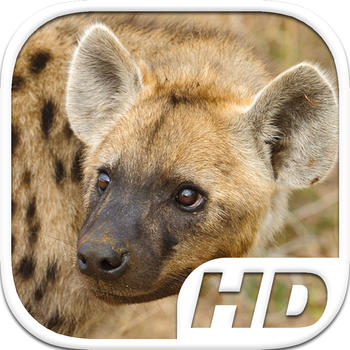 Hyena Simulator HD Animal Life LOGO-APP點子