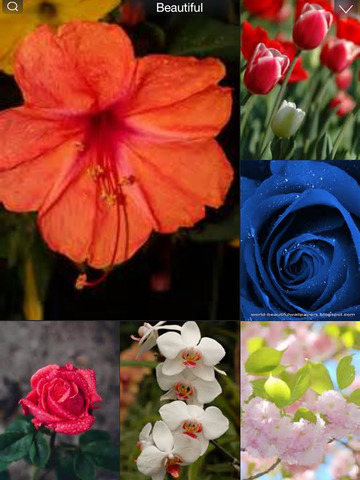 【免費生活App】Flowers Wallpapers Gallery - Download Beautiful Nature Rose Flowers For Your iOS Screen-APP點子