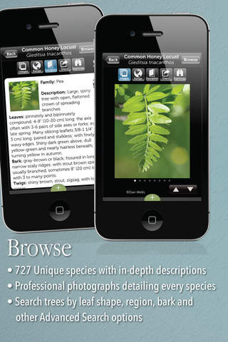 Audubon Trees screenshot 2