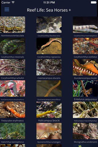 Seahorses, by Reef Life screenshot 2