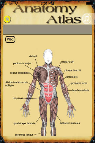 Full Atlas of Human Anatomy - Human Body Anatomy with all Human Organs , Human Bones and Human Muscles! screenshot 2