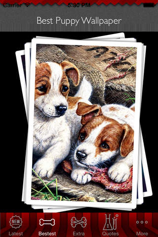 Best HD Puppy Art Wallpapers for iOS 8 Backgrounds: Animal Theme Pictures Collection screenshot 4
