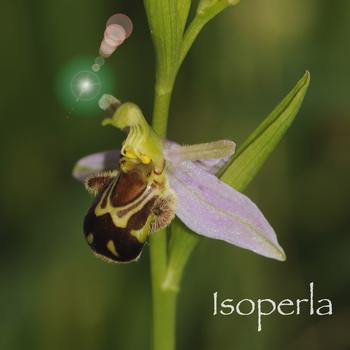 Orchid Id - The British Orchid Identification Guide LOGO-APP點子