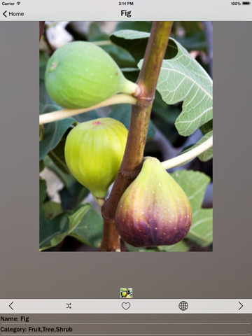 【免費娛樂App】Plants - Encyclopedia-APP點子