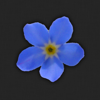 Forget-me-not! LOGO-APP點子