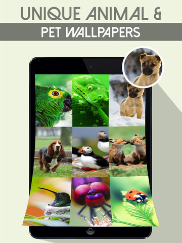 【免費娛樂App】Unlimited Animal Wallpapers & Backgrounds  - Retina Images of All Cute Pets & HD Collection of Wild Life Animals-APP點子