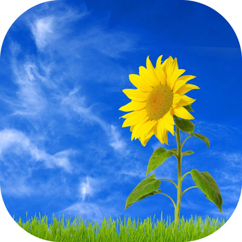 Sunflower Wallpaper 教育 App LOGO-APP開箱王