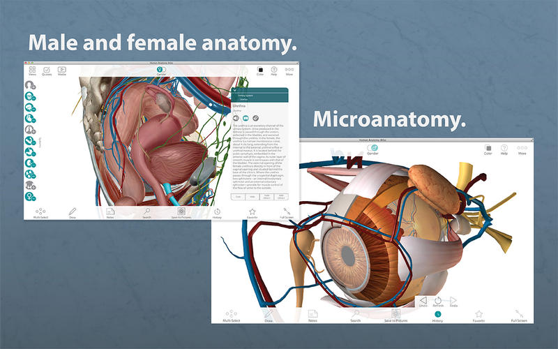 Human anatomy atlas free download mac torrent