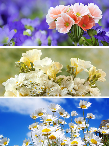 免費下載生活APP|Flowers Wallpapers Gallery - Download Beautiful Nature Rose Flowers For Your iOS Screen app開箱文|APP開箱王